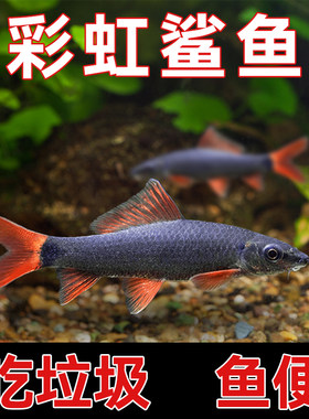 活体彩虹鲨鱼清道夫金苔鼠淡水热带观赏鱼专吃屎垃圾粪便清理藻类