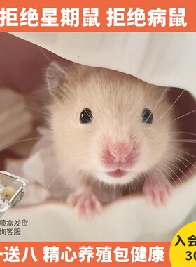 小宠物金丝熊仓鼠活物已打疫苗情侣一对一公一母小动物送笼子家养