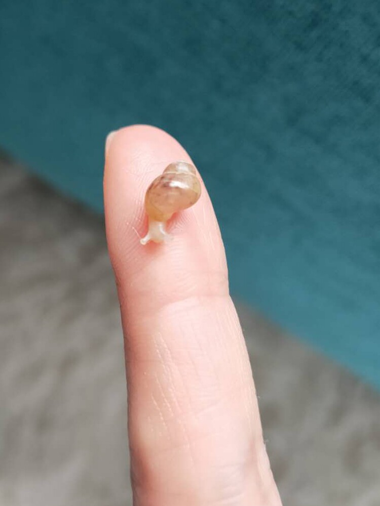 幼蜗牛小白玉蜗牛宠物小蜗牛活体螺