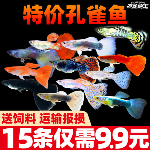 孔雀鱼天空蓝杂袍鱼小鱼苗下崽胎生凤尾鱼活体小型淡水热带观赏鱼