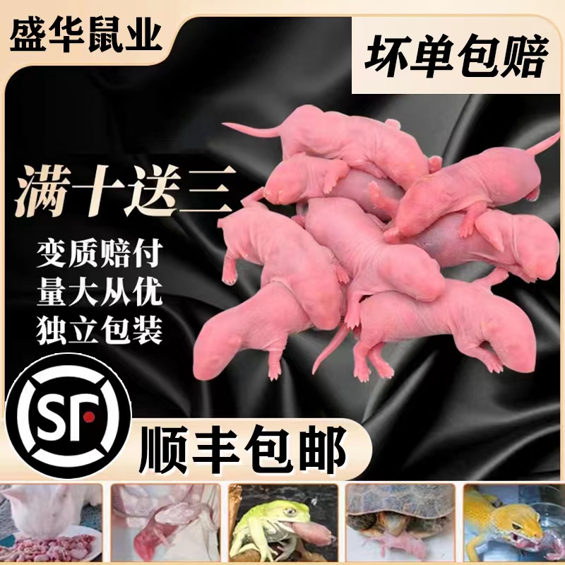 【顺丰】冷冻红皮乳鼠喂蛇冰冻小白鼠喂猫宠物蛇食物角蛙蛙粮饲料-封面