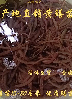 黄鳝苗 产地直销黄鳝苗 鳝鱼苗 养殖鳝鱼苗 黄鳝鱼苗500克50-70尾