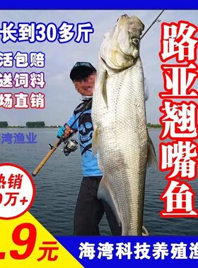 翘嘴鱼苗翘嘴鲌白鱼苗刁子鱼米翘壳淡水路亚养殖活体食用翘壳鱼苗