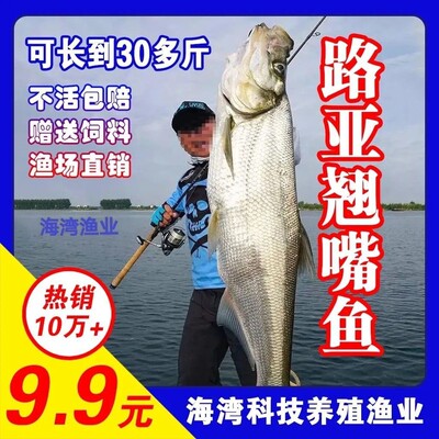 优质翘嘴鱼苗路亚鱼白刁鱼苗红鲌鱼淡水养殖活体大翘壳大品种包活