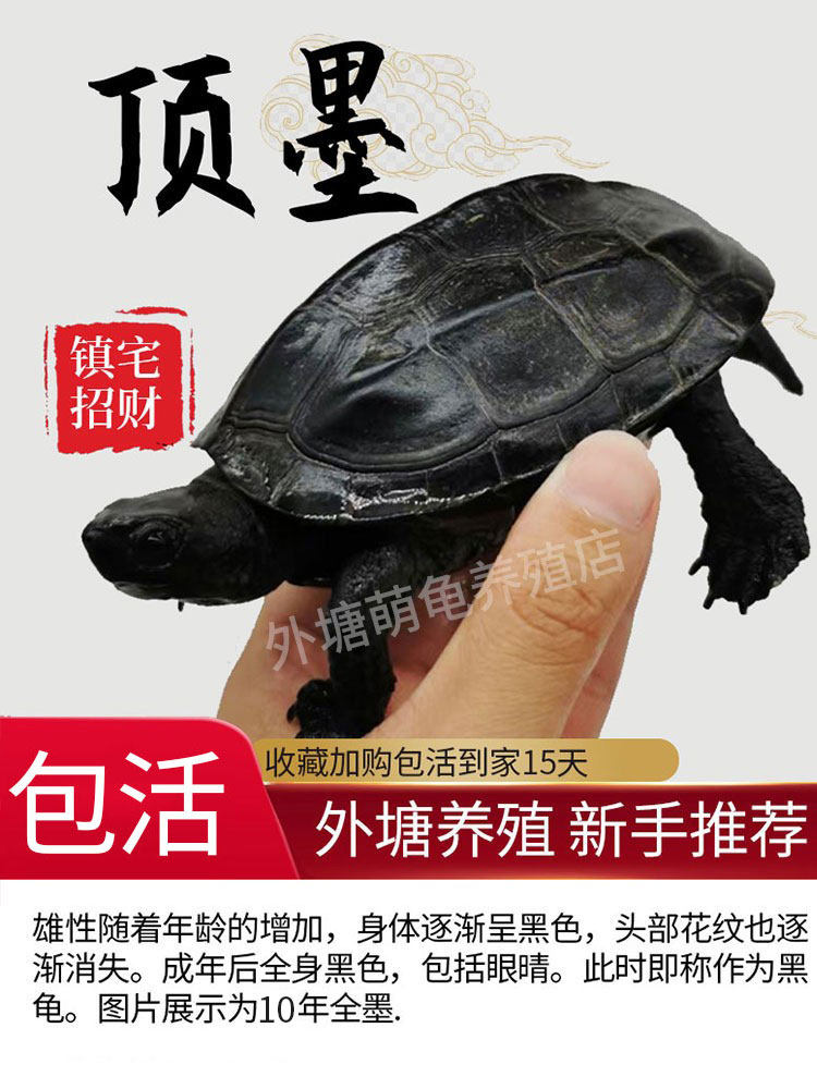 顶墨龟乌龟活物全黑中华草龟小乌龟苗外塘招财长寿宠物龟观赏龟公