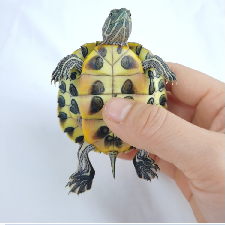 家养小乌龟活体宠物小宠迷你黄金情侣龟宠物活物七彩巴西龟观赏龟