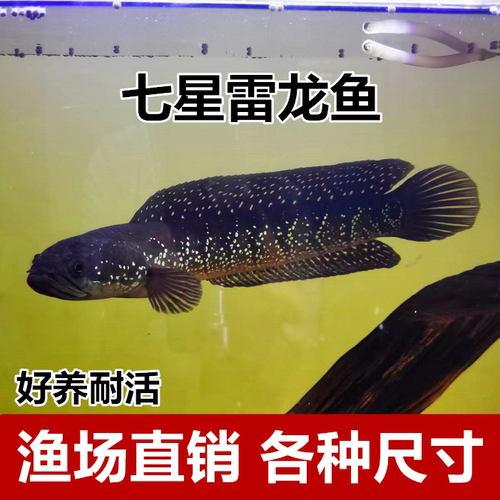 七星雷龙鱼冷水鱼5.8元包邮