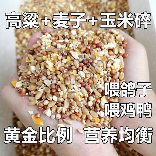 鸽粮小麦玉米高粱混合幼鸽喂鸡观赏鸽鹌鹑鸽子营养粮食保健成鸽粮