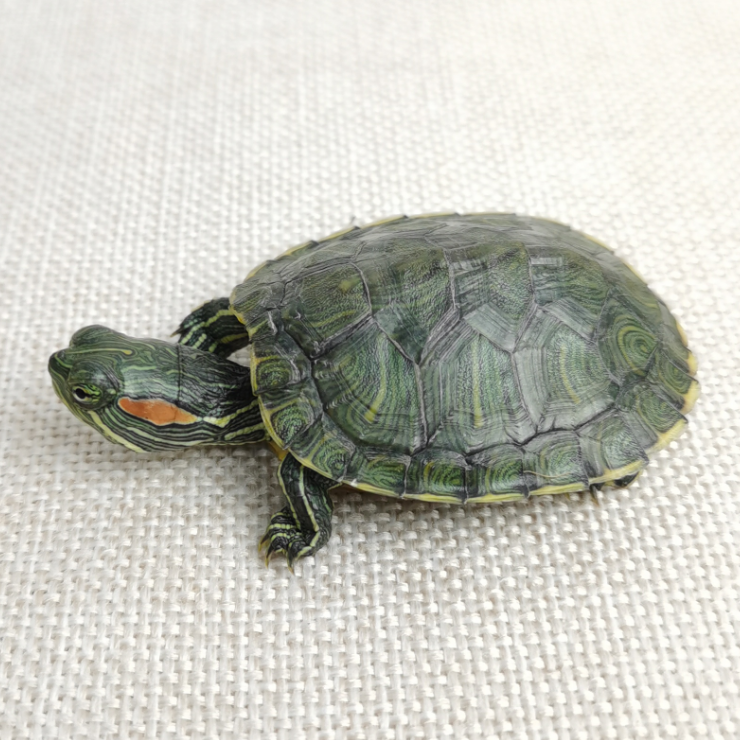 家养小乌龟活体宠物小宠迷你黄金情侣龟宠物活物七彩巴西龟观赏龟