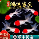 金鱼活鱼观赏鱼鸿运当头鹤顶红狮子头鱼苗淡水好养耐活冷水鱼包活