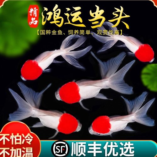 金鱼活鱼观赏鱼鸿运当头鹤顶红狮子头鱼苗淡水好养耐活冷水鱼包活