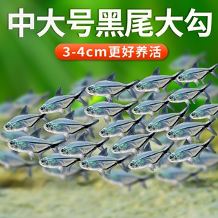 黑尾大勾鱼群游鱼草缸小型热带鱼苗观赏鱼红绿灯天使鱼扯旗灯科鱼
