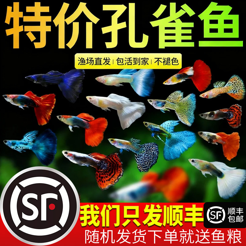 孔雀鱼活鱼观赏鱼纯种小型热带鱼活体淡水好养耐活鱼苗观赏鱼小鱼