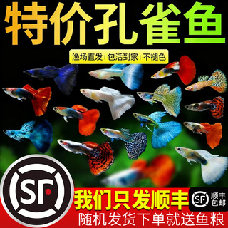 孔雀鱼活鱼观赏鱼纯种小型热带鱼淡水鱼苗观赏鱼小鱼凤尾鱼斑马鱼