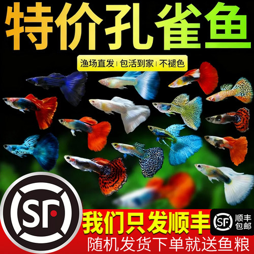 孔雀鱼活鱼观赏鱼纯种小型热带鱼