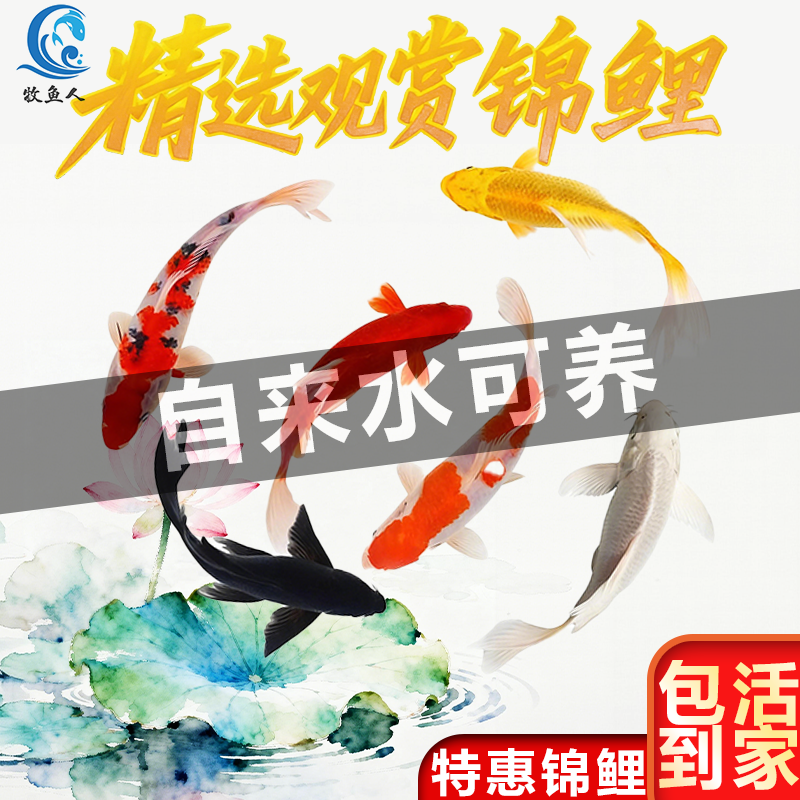 锦鲤鱼苗观赏鱼活体大型冷水纯种