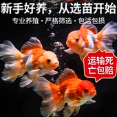 精品宠小侠泰狮金鱼冷水鱼观赏鱼小型金鱼活鱼耐活好养饲料鱼苗