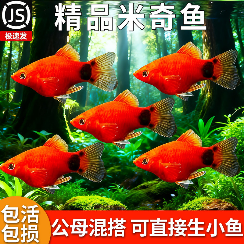 米奇鱼胎生鱼活体鱼热带淡水鱼生小鱼易存活小鱼苗新手玛丽鱼