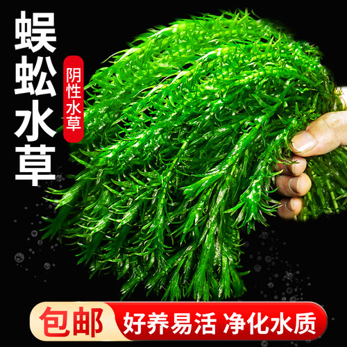 蜈蚣草水草增氧淡水植物