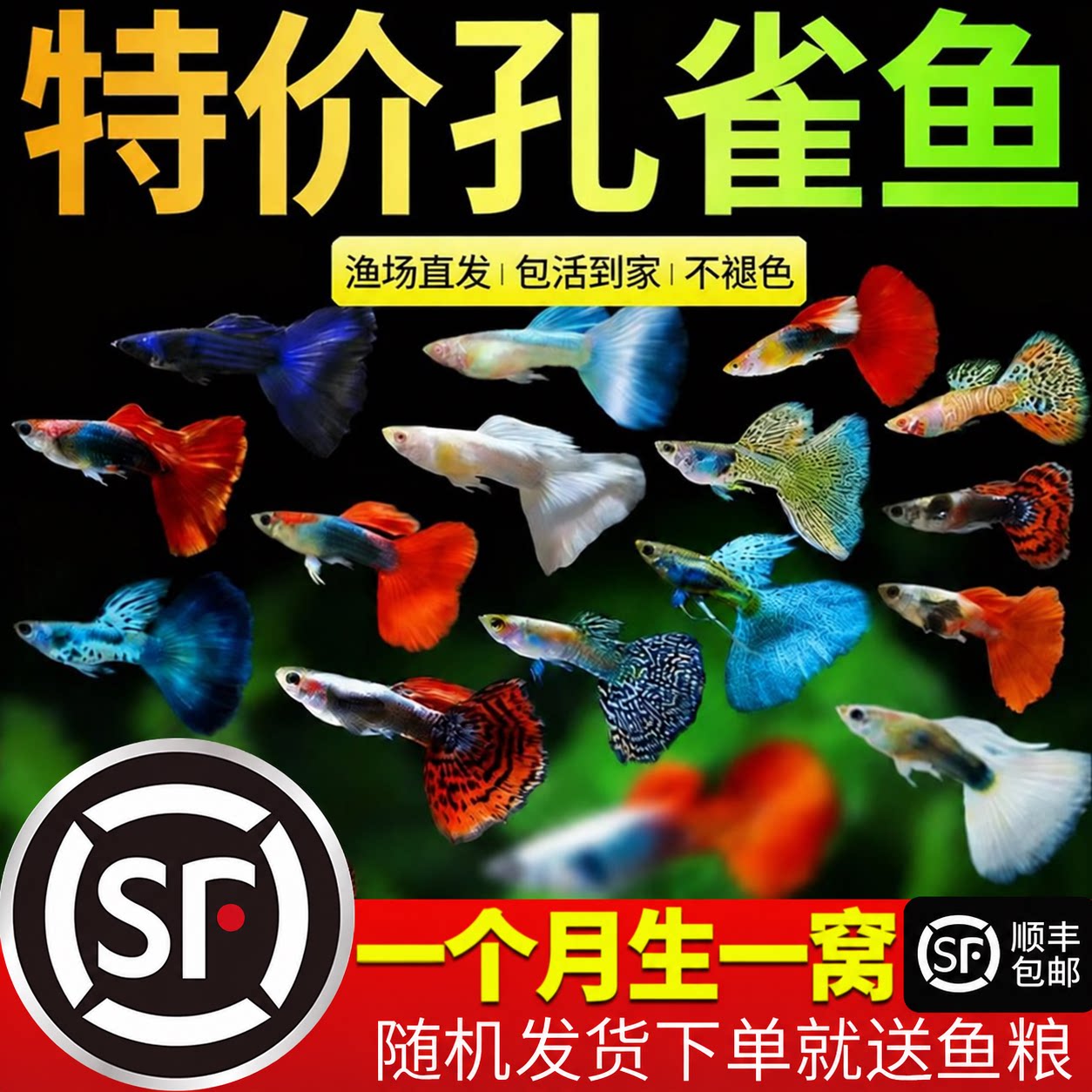 孔雀鱼活鱼观赏鱼纯种小型热带鱼淡水鱼苗观赏鱼小鱼凤尾鱼斑马鱼