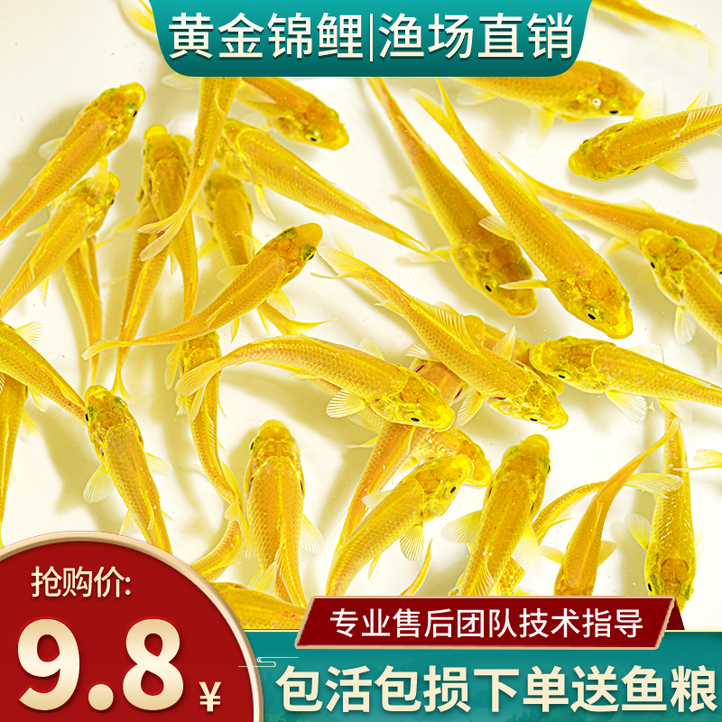 黄金锦鲤活鱼招财鱼好养耐活冷水鱼金鱼观赏鱼活鱼鱼苗活体观赏鱼
