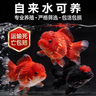 泰狮金鱼活鱼观赏鱼小型淡水冷水鱼好养耐活小金鱼活体兰寿宠物鱼