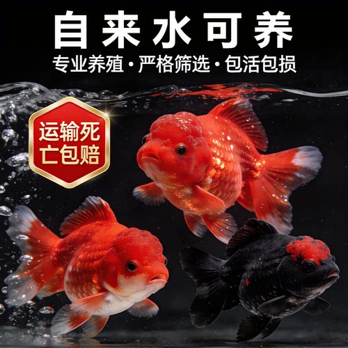 泰狮金鱼活鱼观赏鱼小型淡水冷水