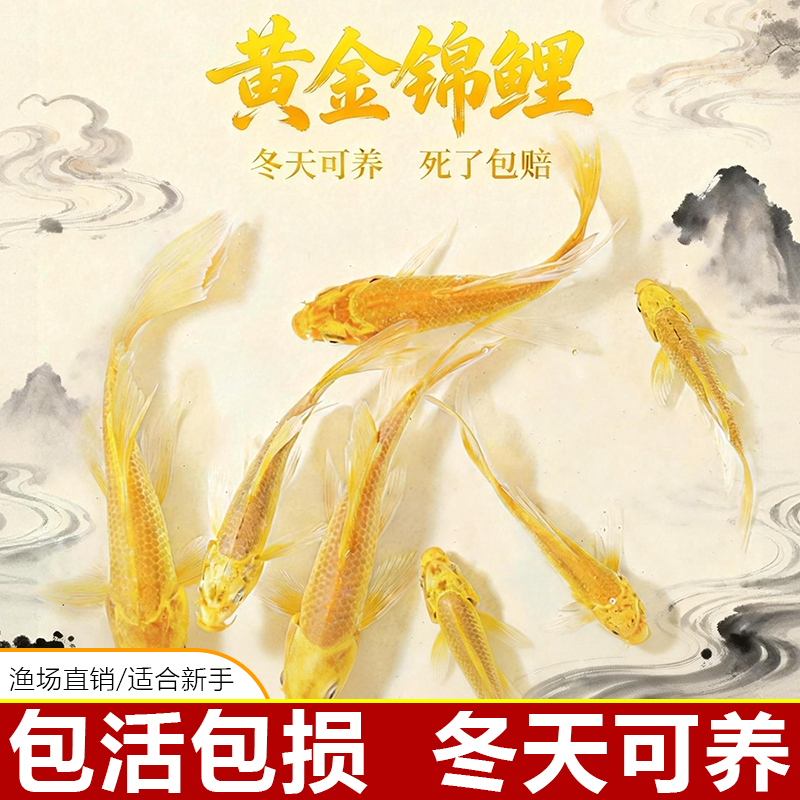 黄金锦鲤活鱼招财鱼好养耐活冷水鱼金鱼观赏鱼活鱼鱼苗活体观赏鱼