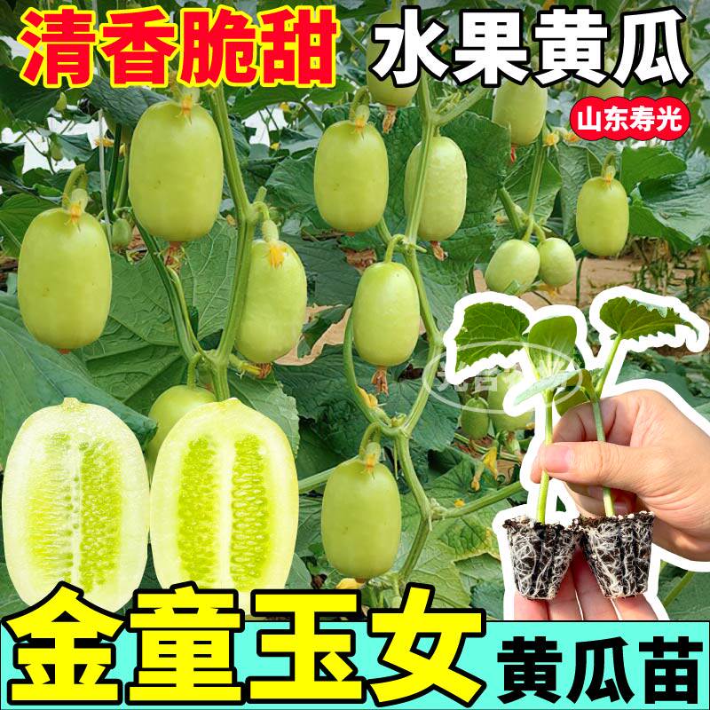 春秋易种金童玉女黄瓜苗秧脆嫩多汁水果黄瓜种子可南北方四季盆栽