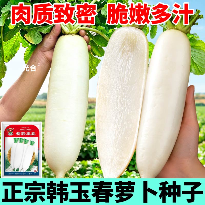杂交新种韩玉春萝卜种子根长不糠心白萝卜生吃熟吃辣味清大田种植