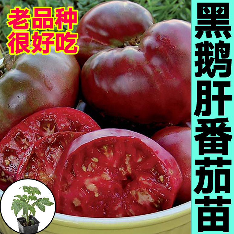 山东寿光黑鹅肝番茄秧苗幼苗红黑马蹄牛排种子四季盆栽大果高产