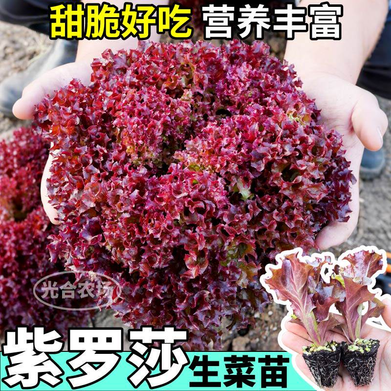 四季生菜紫罗莎生菜秧苗大速意大利奶油生菜阳台庭院盆栽带土寿光
