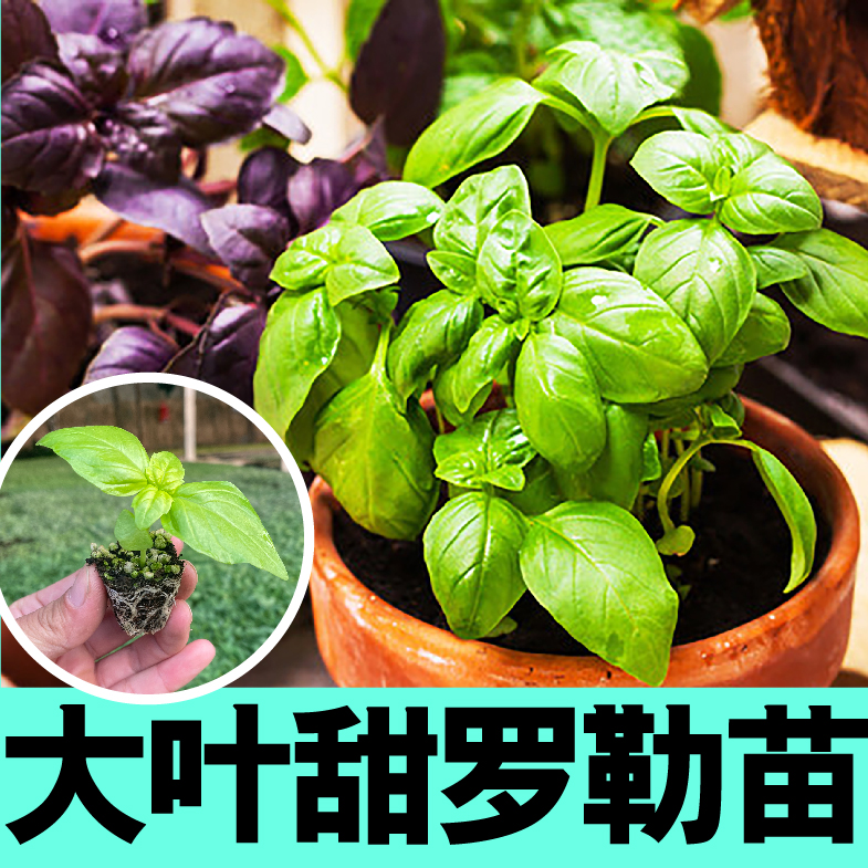 寿光九层塔大叶甜罗勒秧苗观赏食用绿紫罗勒阳台小院盆栽种子四季