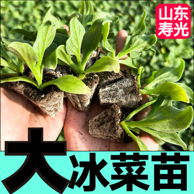 寿光大叶水晶冰菜大苗秧苗四季春秋高产蔬菜苗冰草种子多茬采收籽