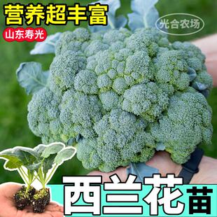 耐寒西兰花苗秧正品花椰菜紫晶松花菜耐热阳台盆栽庭院高产带土球