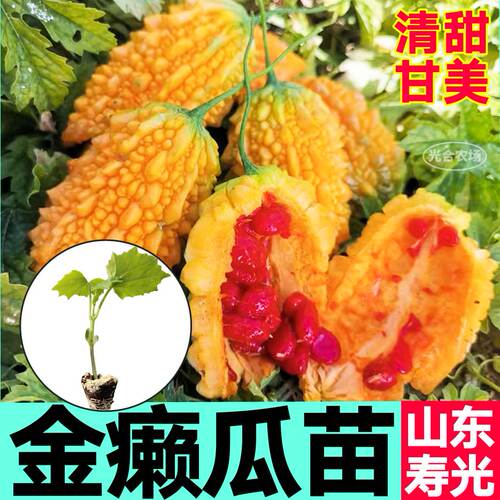 清甜甘美金癞瓜苗秧四季高产金铃子小癞瓜种子苹果苦瓜绿苦瓜蔬菜