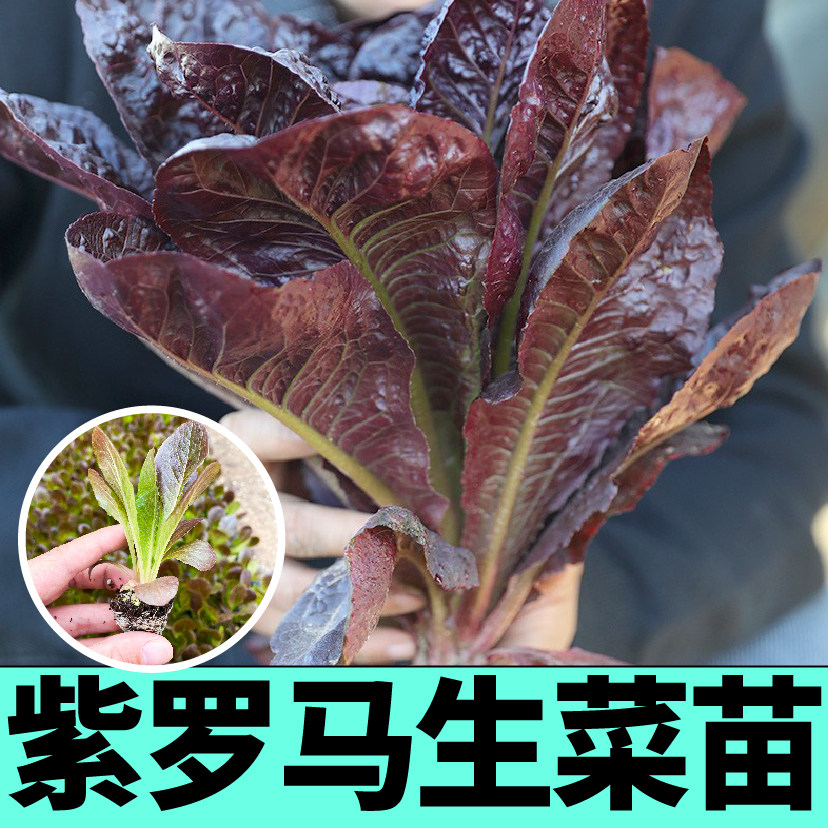 寿光紫罗马意大利生菜苗秧带土球咖啡菜生菜种子春秋四季阳台盆栽