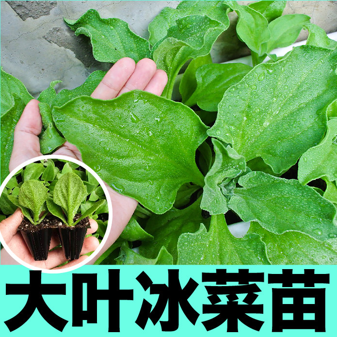 大叶高产水晶冰菜苗秧幼苗带土球蔬菜更大冰粒多茬采收冰草种子籽