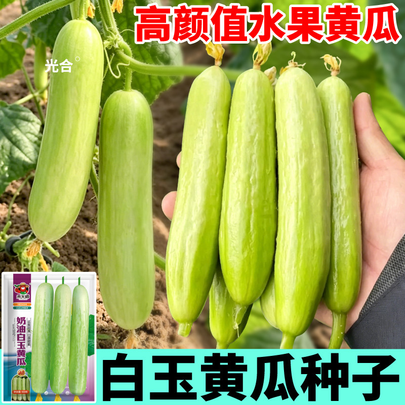 奶油黄瓜种子绿芯满地爬白玉黄瓜种籽四季水果黄瓜阳台小院种植