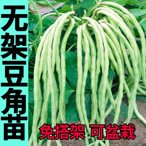 寿光无架绿豆角苗秧带土红绿豇豆种子摘不败免搭架春四季阳台盆栽
