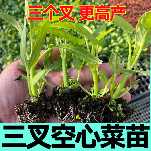 更高产三叉空心菜苗秧春秋四季盆栽柳叶空心菜种子多茬采收蔬菜苗