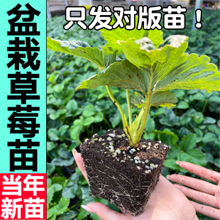 寿光黑珍珠草莓真红美铃原土原盆四季春秋当年对版红颜天使淡雪