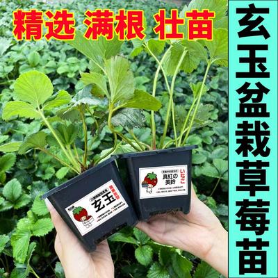 玄玉草莓苗秧超甜浓香盆栽草莓苗红颜章姬红白黑果草莓阳台小院
