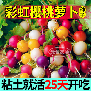 高产蔬菜种子迷你小樱桃萝卜籽 山东寿光彩虹五彩樱桃萝卜种子四季