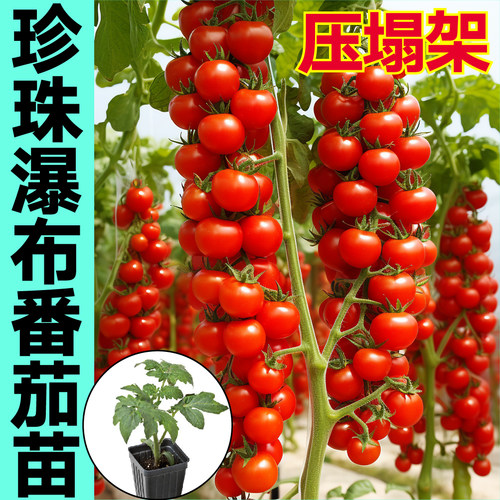 压塌架红珍珠瀑布小番茄苗秧高产串收红黄黑千禧圣女果樱桃蔬菜苗