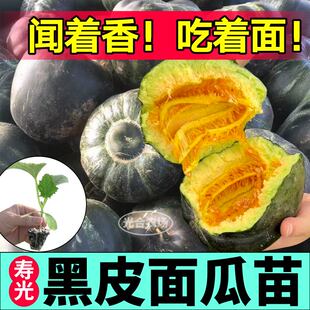山东寿光黑皮面瓜秧苗黄皮面瓜种子粉糯高产香瓜羊角蜜绿宝石博洋