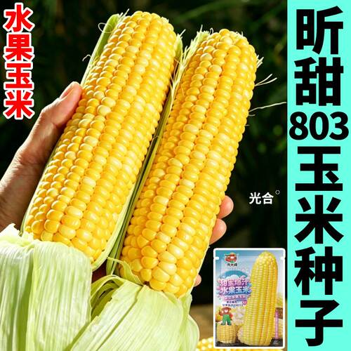 寿光水果玉米种子高产脆甜爆汁非转基因大棒黄黑白彩色玉米种籽