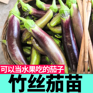 竹丝茄子苗秧面包花茄烧烤水果茄子种子春秋四季阳台盆栽高产抗病
