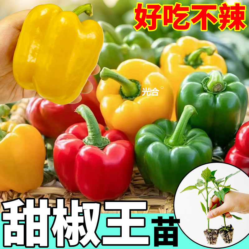 脆甜五彩甜椒苗秧大果型红黄绿灯笼椒种子辣椒大全四季阳台小院