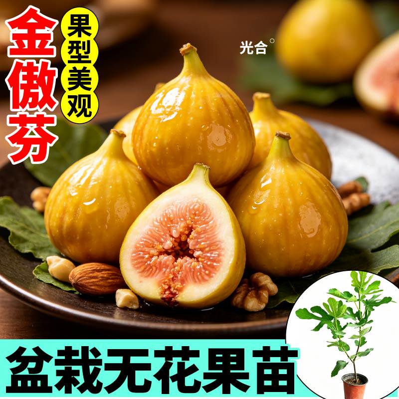 金傲芬盆栽无花果树苗果肉细腻可盆栽可庭院种植金傲芬无花果苗